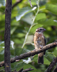 Rose breasted Grosbeak 9538